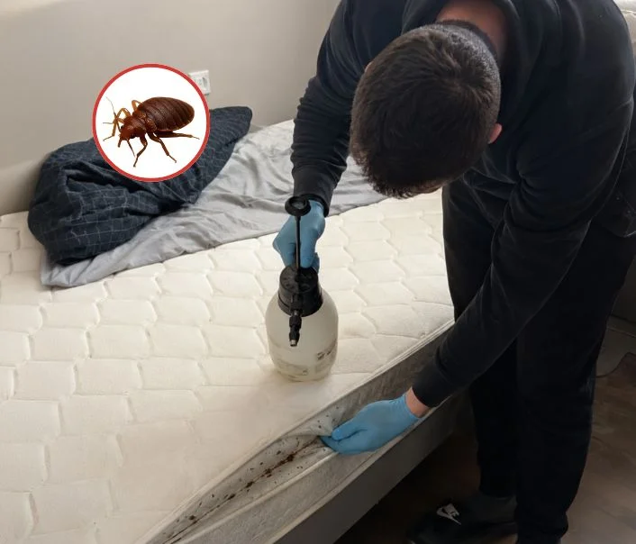 Technicien traitant un matelas contre les punaises de lit à Grigny